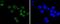 Protein Kinase, DNA-Activated, Catalytic Subunit antibody, NBP2-67554, Novus Biologicals, Immunofluorescence image 