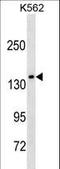 AF4/FMR2 Family Member 1 antibody, LS-B8773, Lifespan Biosciences, Western Blot image 