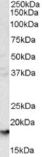 Glycophorin A (MNS Blood Group) antibody, LS-B3010, Lifespan Biosciences, Western Blot image 