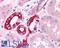 GM2 Ganglioside Activator antibody, LS-A9846, Lifespan Biosciences, Immunohistochemistry paraffin image 