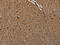 Involucrin antibody, CSB-PA162892, Cusabio, Immunohistochemistry frozen image 