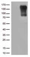 Class II Major Histocompatibility Complex Transactivator antibody, M01556, Boster Biological Technology, Western Blot image 