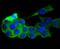 Phosphoribosylglycinamide Formyltransferase, Phosphoribosylglycinamide Synthetase, Phosphoribosylaminoimidazole Synthetase antibody, NBP2-67612, Novus Biologicals, Immunocytochemistry image 