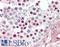 Apoptosis regulatory protein Siva antibody, LS-B15587, Lifespan Biosciences, Immunohistochemistry paraffin image 