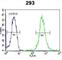 WD Repeat Domain 48 antibody, abx025748, Abbexa, Western Blot image 