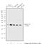 H1 Histone Family Member 0 antibody, PA5-38570, Invitrogen Antibodies, Western Blot image 