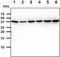 Poly(RC) Binding Protein 1 antibody, MBS200277, MyBioSource, Western Blot image 