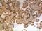 C-C Motif Chemokine Ligand 19 antibody, NBP2-12097, Novus Biologicals, Immunohistochemistry paraffin image 