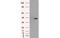 Mitogen-Activated Protein Kinase 12 antibody, MBS832276, MyBioSource, Western Blot image 