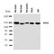 Regulator Of G Protein Signaling 3 antibody, orb99212, Biorbyt, Western Blot image 