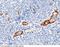 Von Willebrand Factor antibody, 10973-RP04, Sino Biological, Immunohistochemistry paraffin image 