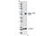 Tubulin Alpha 1b antibody, 3971S, Cell Signaling Technology, Western Blot image 