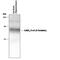 Gamma-Aminobutyric Acid Type A Receptor Alpha4 Subunit antibody, PPS026, R&D Systems, Western Blot image 