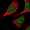 KH-Type Splicing Regulatory Protein antibody, NBP2-56700, Novus Biologicals, Immunofluorescence image 