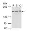 Rho Associated Coiled-Coil Containing Protein Kinase 1 antibody, PA5-22262, Invitrogen Antibodies, Western Blot image 