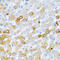 Bone Morphogenetic Protein 2 antibody, LS-C330852, Lifespan Biosciences, Immunohistochemistry frozen image 