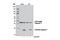 Caspase 7 antibody, 12827S, Cell Signaling Technology, Western Blot image 