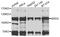 Bromodomain Containing 3 antibody, STJ111143, St John