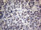 Mitofusin 1 antibody, LS-C175749, Lifespan Biosciences, Immunohistochemistry frozen image 