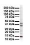 Cbp/P300 Interacting Transactivator With Glu/Asp Rich Carboxy-Terminal Domain 2 antibody, orb330009, Biorbyt, Western Blot image 