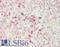 Bone Marrow Stromal Cell Antigen 2 antibody, LS-B14790, Lifespan Biosciences, Immunohistochemistry paraffin image 