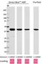 Beta-Actin antibody, 664804, BioLegend, Western Blot image 