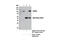 Chromodomain Helicase DNA Binding Protein 1 Like antibody, 13460S, Cell Signaling Technology, Immunoprecipitation image 