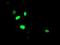 Sirtuin 6 antibody, NBP2-01310, Novus Biologicals, Immunofluorescence image 