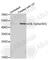 ETS Transcription Factor ELK1 antibody, AP0033, ABclonal Technology, Western Blot image 