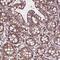 PATJ Crumbs Cell Polarity Complex Component antibody, NBP2-49481, Novus Biologicals, Immunohistochemistry paraffin image 