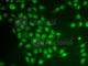 Cryptochrome Circadian Regulator 2 antibody, A6891, ABclonal Technology, Immunofluorescence image 