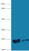 Mitochondrial Ribosomal Protein L58 antibody, LS-C318314, Lifespan Biosciences, Western Blot image 