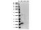 Phosphatase and tensin homolog 2 antibody, NBP1-77932, Novus Biologicals, Western Blot image 