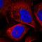 N(Alpha)-Acetyltransferase 35, NatC Auxiliary Subunit antibody, HPA051586, Atlas Antibodies, Immunofluorescence image 