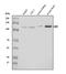 Ubiquitin Specific Peptidase 1 antibody, A03881-2, Boster Biological Technology, Western Blot image 