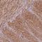 Prostaglandin E Receptor 3 antibody, NBP1-84835, Novus Biologicals, Immunohistochemistry frozen image 