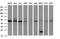 Homocysteine Inducible ER Protein With Ubiquitin Like Domain 1 antibody, NBP2-45970, Novus Biologicals, Western Blot image 