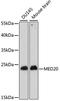 Mediator of RNA polymerase II transcription subunit 20 antibody, A15757, ABclonal Technology, Western Blot image 