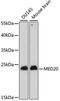 Mediator Complex Subunit 20 antibody, A15757, ABclonal Technology, Western Blot image 