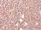 Glycine-N-Acyltransferase Like 1 antibody, GTX106956, GeneTex, Immunohistochemistry paraffin image 