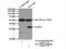 Potassium Voltage-Gated Channel Subfamily J Member 15 antibody, 15988-1-AP, Proteintech Group, Immunoprecipitation image 