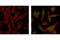 Activating Transcription Factor 2 antibody, 9221L, Cell Signaling Technology, Immunofluorescence image 
