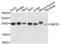 Ubiquitin Conjugating Enzyme E2 S antibody, PA5-76174, Invitrogen Antibodies, Western Blot image 