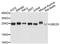 Ubiquitin Conjugating Enzyme E2 S antibody, PA5-76174, Invitrogen Antibodies, Western Blot image 