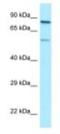 Sp9 Transcription Factor antibody, NBP1-98281, Novus Biologicals, Western Blot image 