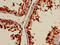 DNA Polymerase Iota antibody, orb400776, Biorbyt, Immunohistochemistry paraffin image 