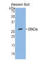 Integrin Subunit Alpha 2 antibody, LS-C300900, Lifespan Biosciences, Western Blot image 