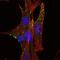 Kelch Like Family Member 1 antibody, GTX82766, GeneTex, Immunofluorescence image 