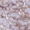Sulfotransferase Family 2B Member 1 antibody, PA5-60411, Invitrogen Antibodies, Immunohistochemistry paraffin image 