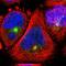 Contactin Associated Protein Like 2 antibody, NBP1-88182, Novus Biologicals, Immunofluorescence image 